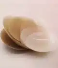 nipple covers to wear under transtape to protect your skin and nipple